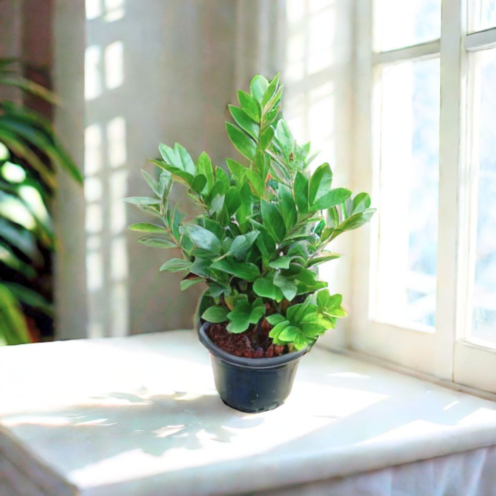 Large Green ZZ (~ 1.5 Ft) in 8 Inch Nursery Pot Large Green ZZ (~ 1.5 Ft) in 8 Inch Nursery Pot