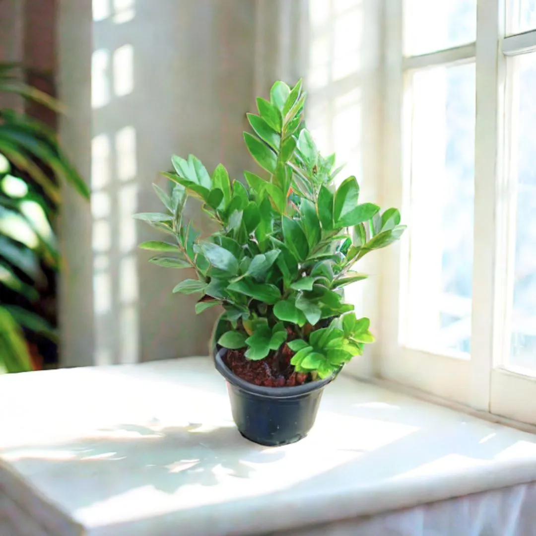 Large Green ZZ (~ 1.5 Ft) in 8 Inch Nursery Pot
