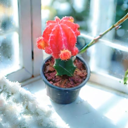 Moon Cactus Red in 3 Inch Nursery Pot