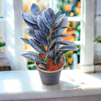 Zz Black in 4 Inch Nursery Pot- Best Exotic Indoor Plant