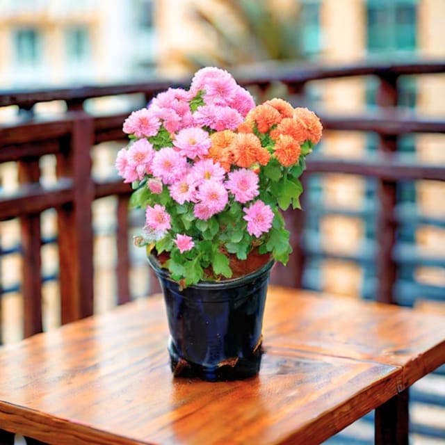 Chrysanthemum / Guldaudi (any colour) in 4 Inch Plastic Pot