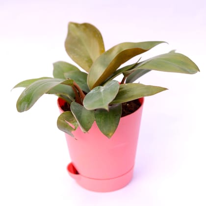 Buy Philodendron Red in 4 Inch Pink Florence Self Watering Pot Online | Urvann.com