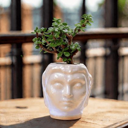 Gift Ready - Jade in 4 Inch Classic White Buddha Designer Ceramic Pot With a Chic Bag