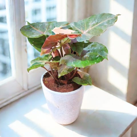 Syngonium Black in 6 Inch Classy White Ceramic Pot