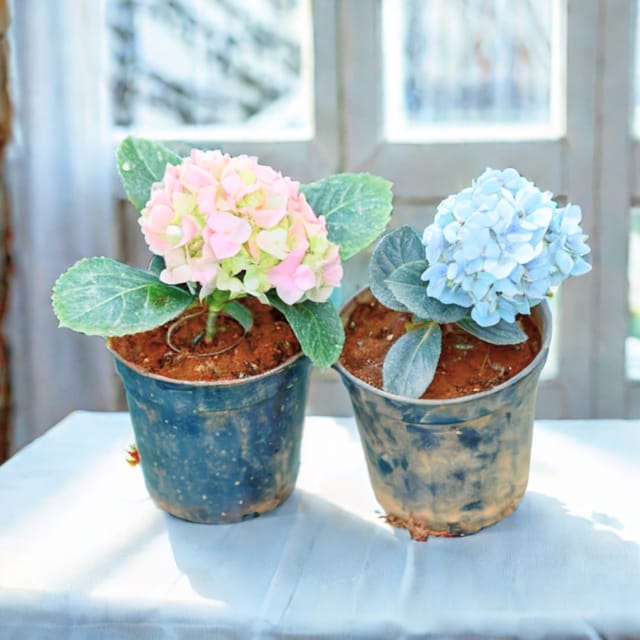 Set of 2 - Hydrangea (Any Colour) in 5 Inch Nursery Pot