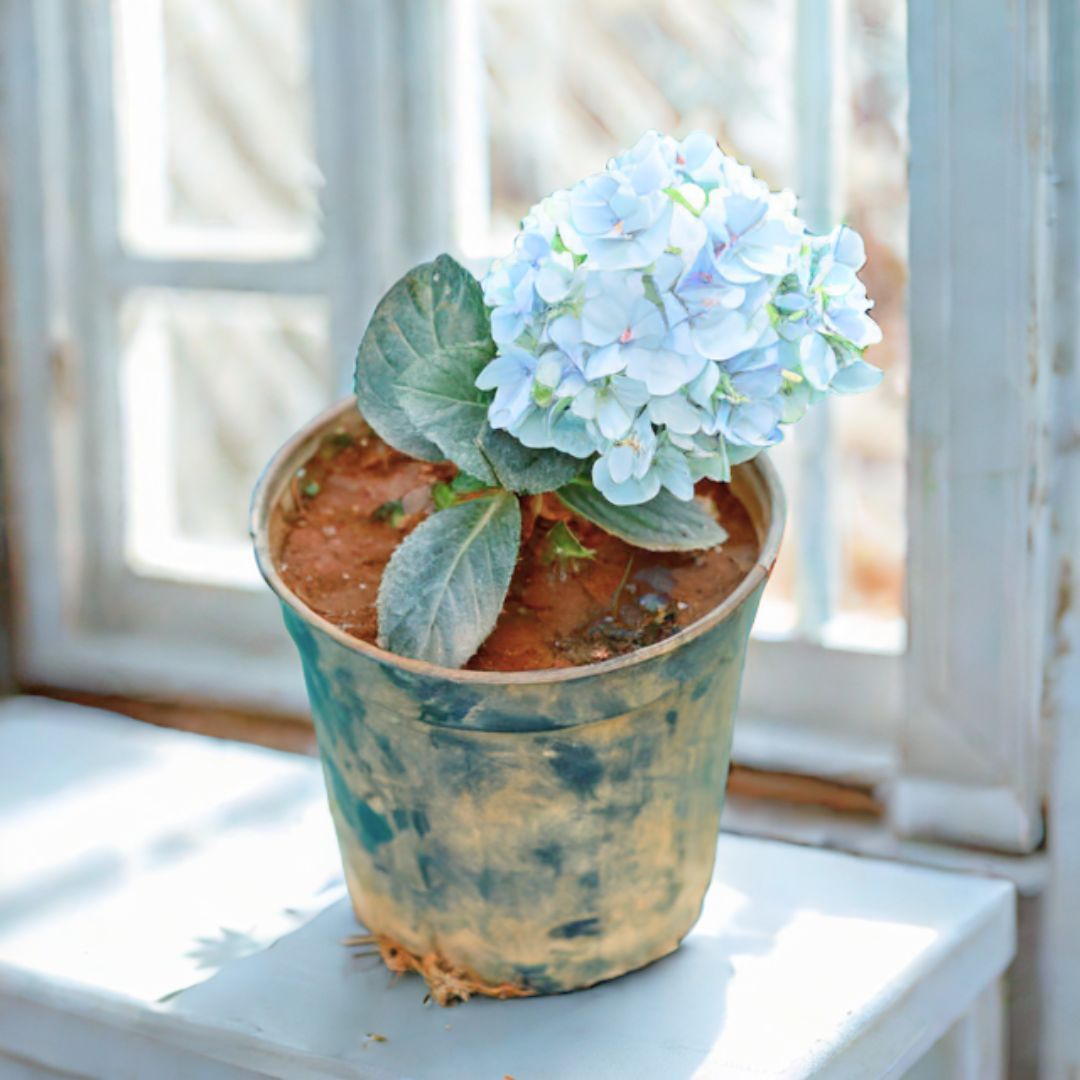 Hydrangea (Any Colour) in 5 Inch Nursery Pot