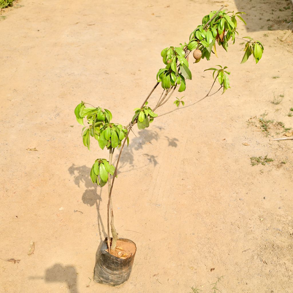 Chiku / Sapodilla in 10 Inch Nursery bag