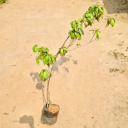 Buy Chiku / Sapodilla in 10 Inch Nursery bag Online | Urvann.com