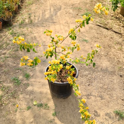 Buy Bougainvillea (Any Colour) in 14 Inch Nursery Pot Online | Urvann.com