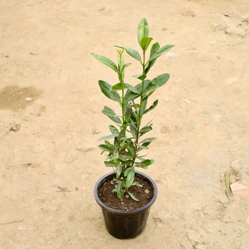 Buy All Spice Plant in 8 Inch Nursery Pot Online | Urvann.com All Spice Plant in 8 Inch Nursery Pot
