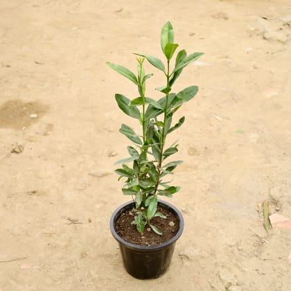 Buy All Spice Plant in 8 Inch Nursery Pot Online | Urvann.com