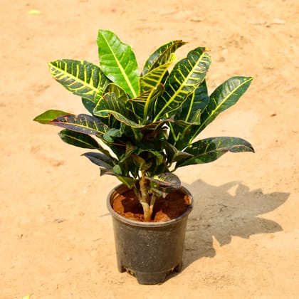 Buy Croton Petra in 6 Inch Nursery Pot Online | Urvann.com