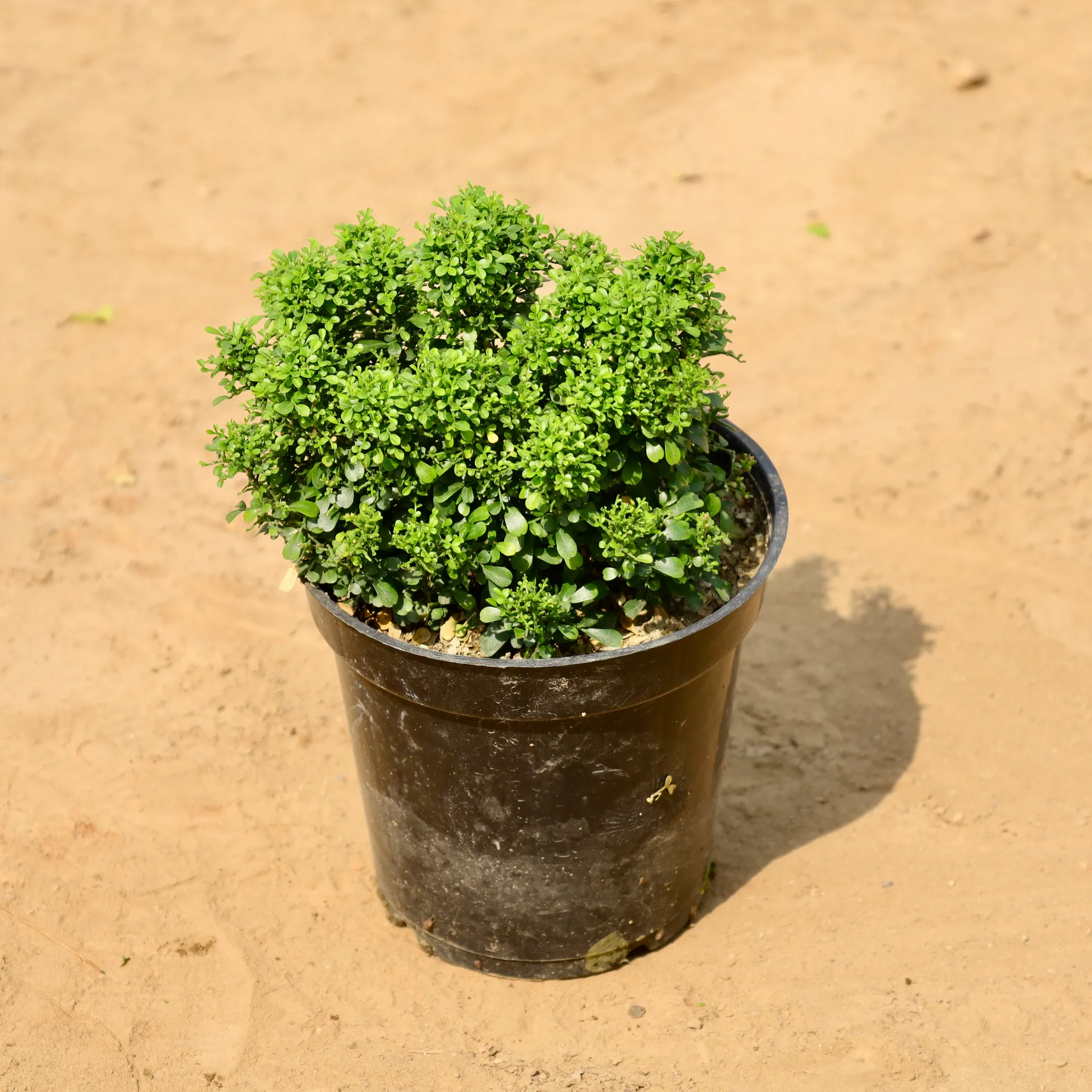 Table Kamini in 6 Inch Nursery Pot