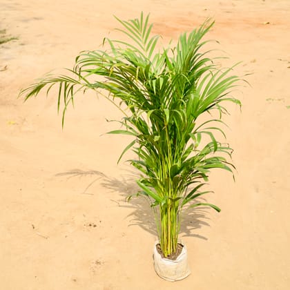 Buy Areca Palm in 6 Inch Nursery bag Online | Urvann.com