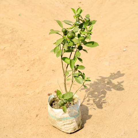 China Orange in 6 Inch Nursery bag
