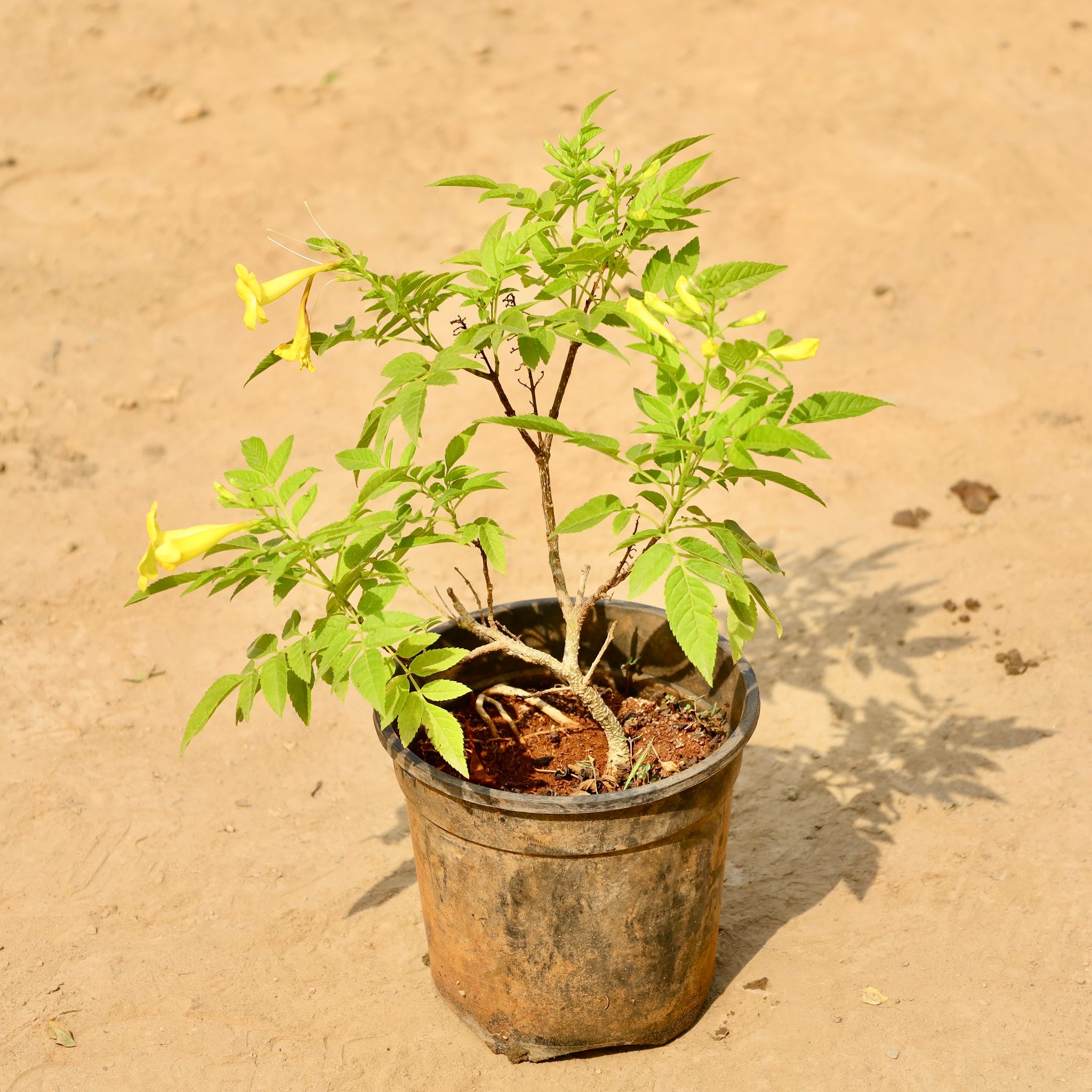Tecoma (Any Colour) in 6 Inch Nursery Pot