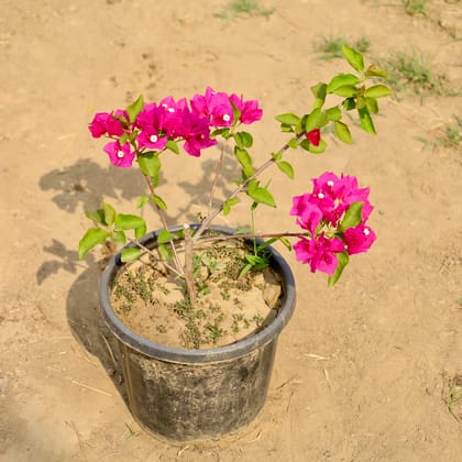 Buy Bougainvillea (Any Colour) in 8 Inch Nursery Pot Online | Urvann.com