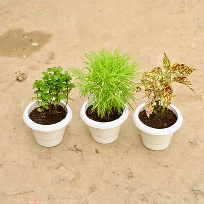 Buy Set of 3 - Mint / Pudina, Kochia & Coleus (Any Colour) in 6 Inch White Classy Plastic Pot Online | Urvann.com