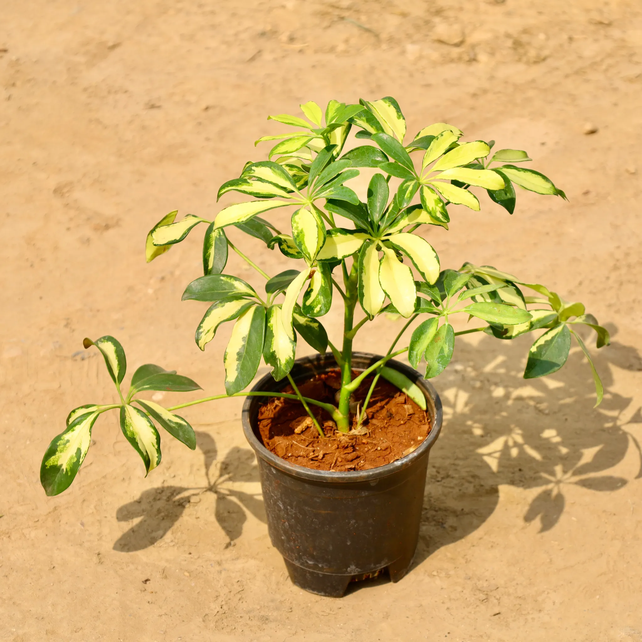 Schefflera Variegated in 6 Inch Nursery Pot