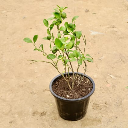 Buy China Orange in 8 Inch Nursery Pot Online | Urvann.com