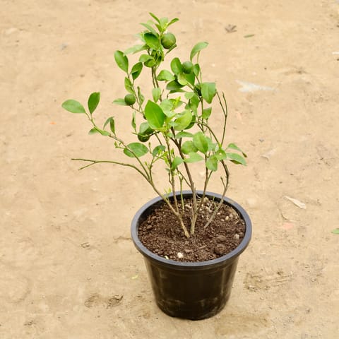 China Orange in 8 Inch Nursery Pot