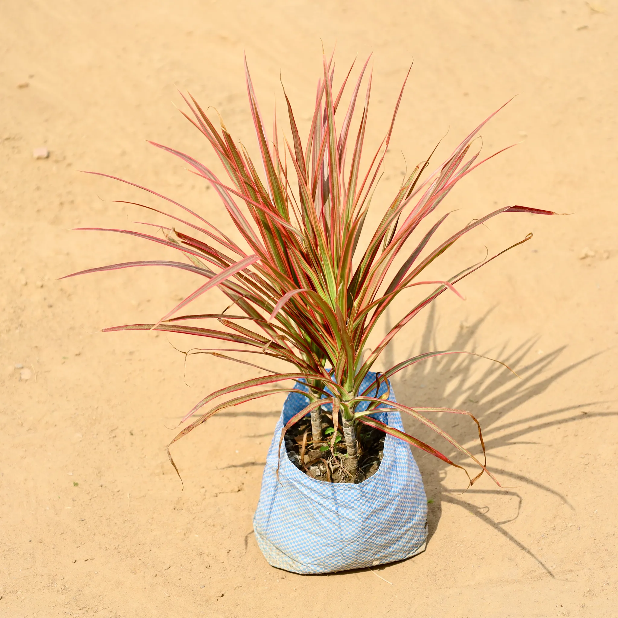 Dracaena Colorama in 8 Inch Nursery bag