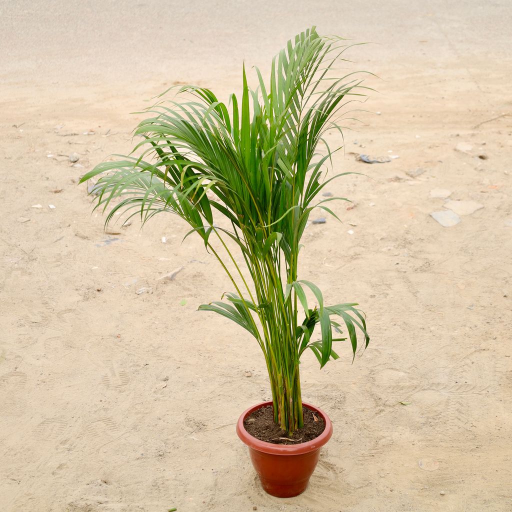 Buy Areca Palm (2-3 Ft) in 10 Inch Red Classy Plastic Pot Online | Urvann.com Areca Palm (2-3 Ft) in 10 Inch Red Classy Plastic Pot