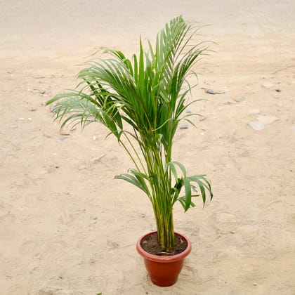 Buy Areca Palm (2-3 Ft) in 10 Inch Red Classy Plastic Pot Online | Urvann.com