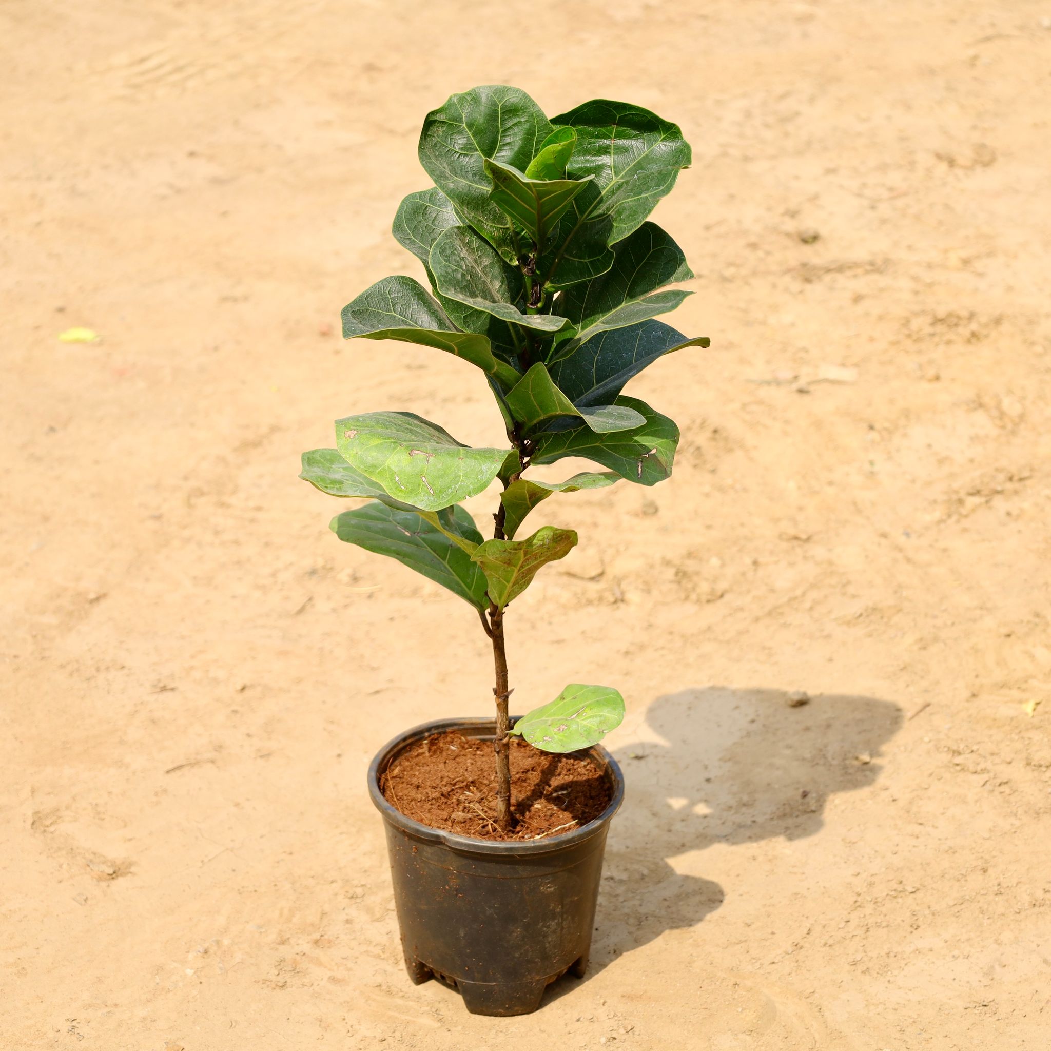 Fiddle Leaf Fig / Ficus Lyrata in 6 Inch Nursery Pot