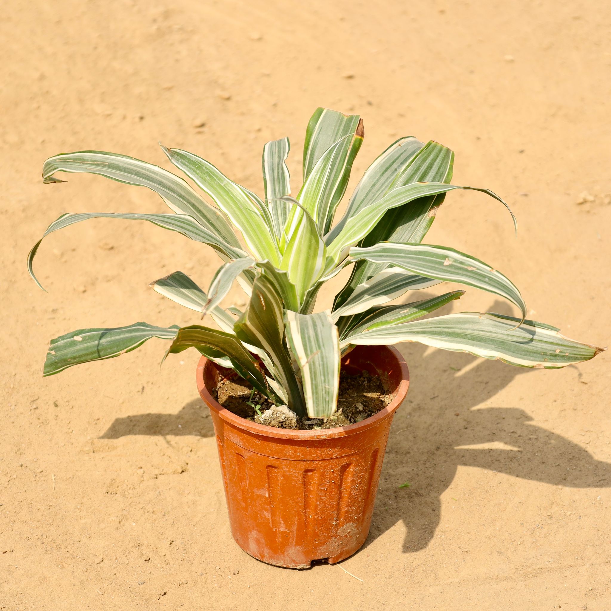 Dracaena Victoria in 6 Inch Nursery Pot
