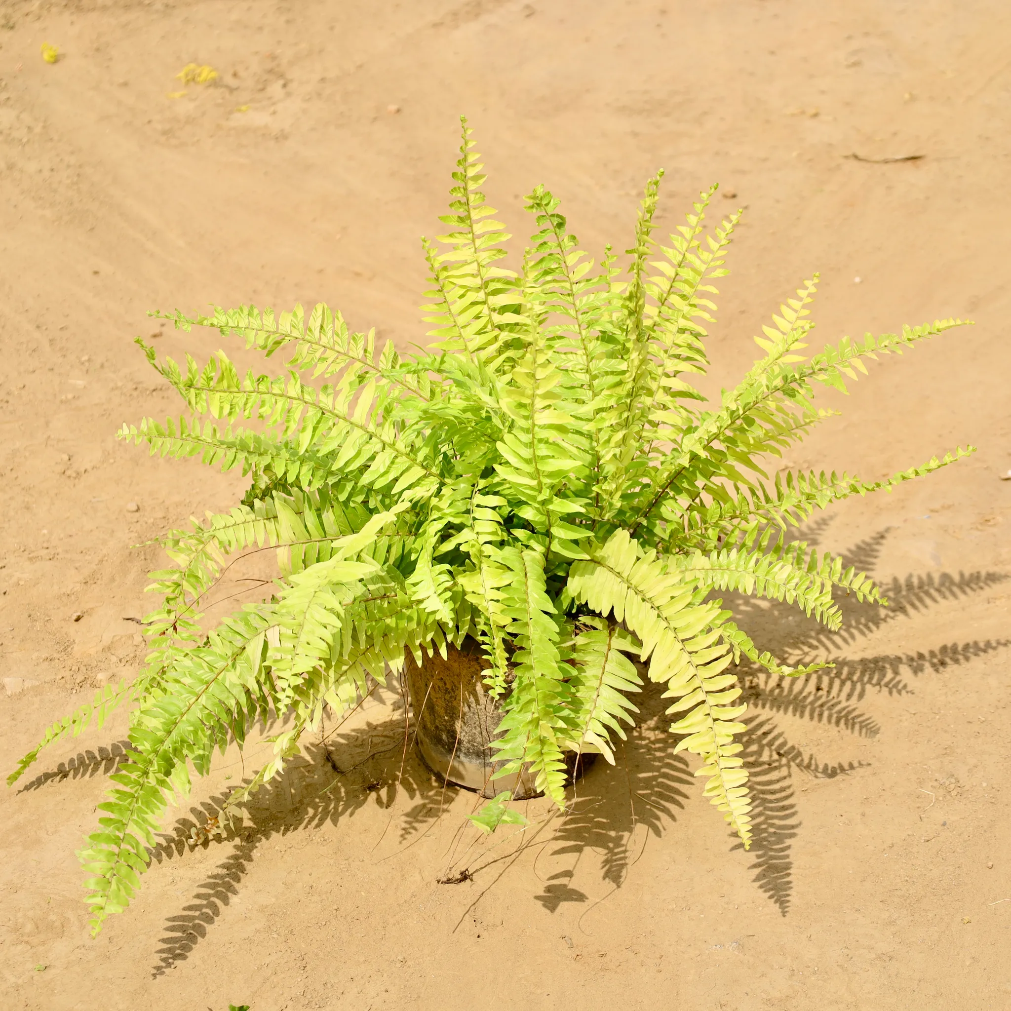 Fern Green in 8 Inch Nursery Pot