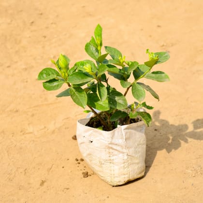 Buy Gardenia / Gandhraaj (Any Colour) in 8 Inch Nursery bag Online | Urvann.com
