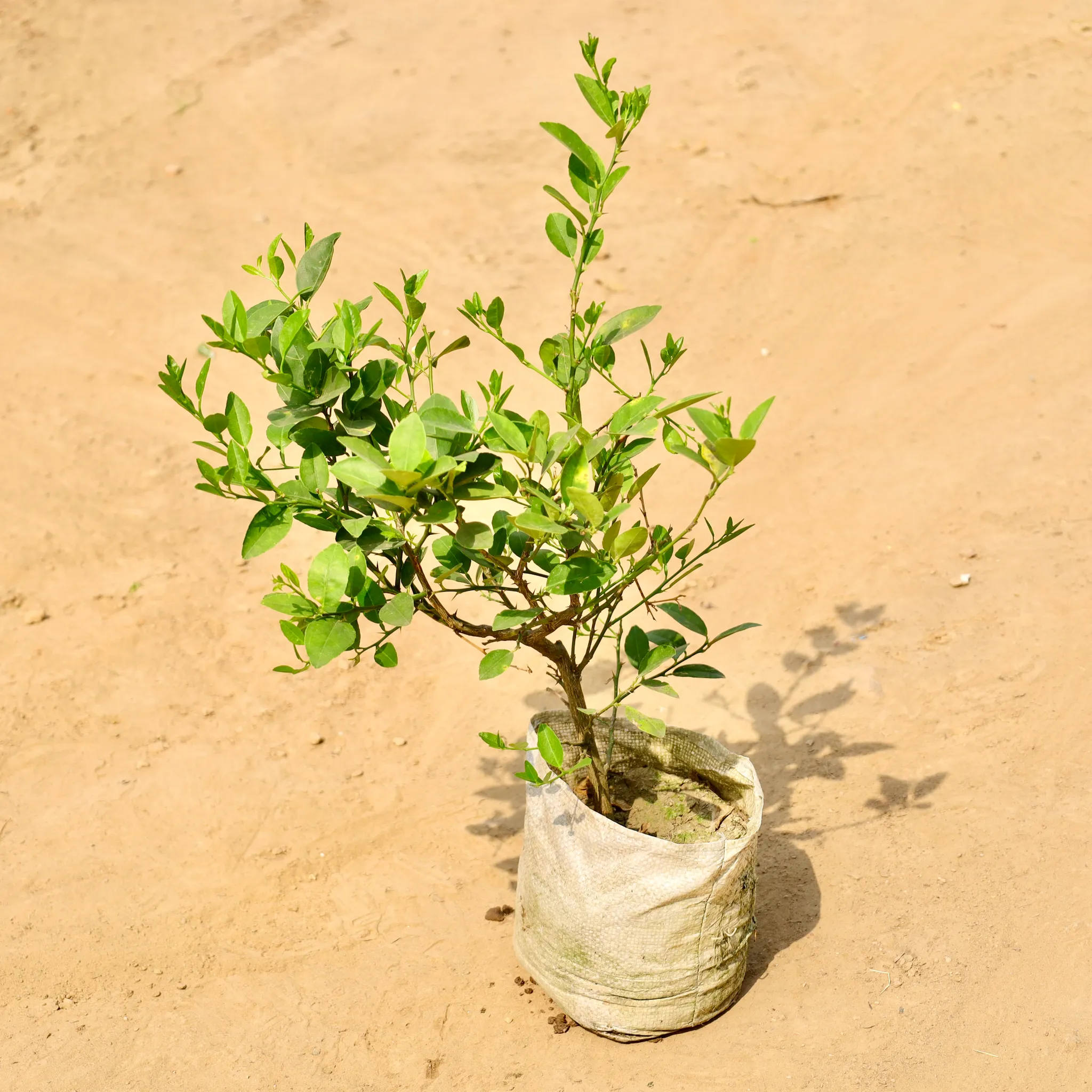 Nimbu / Lemon Plant in 8 Inch Nursery bag