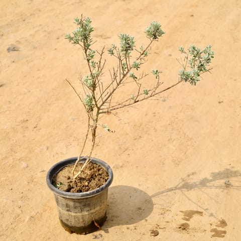 Lavender in 10 Inch Nursery Pot