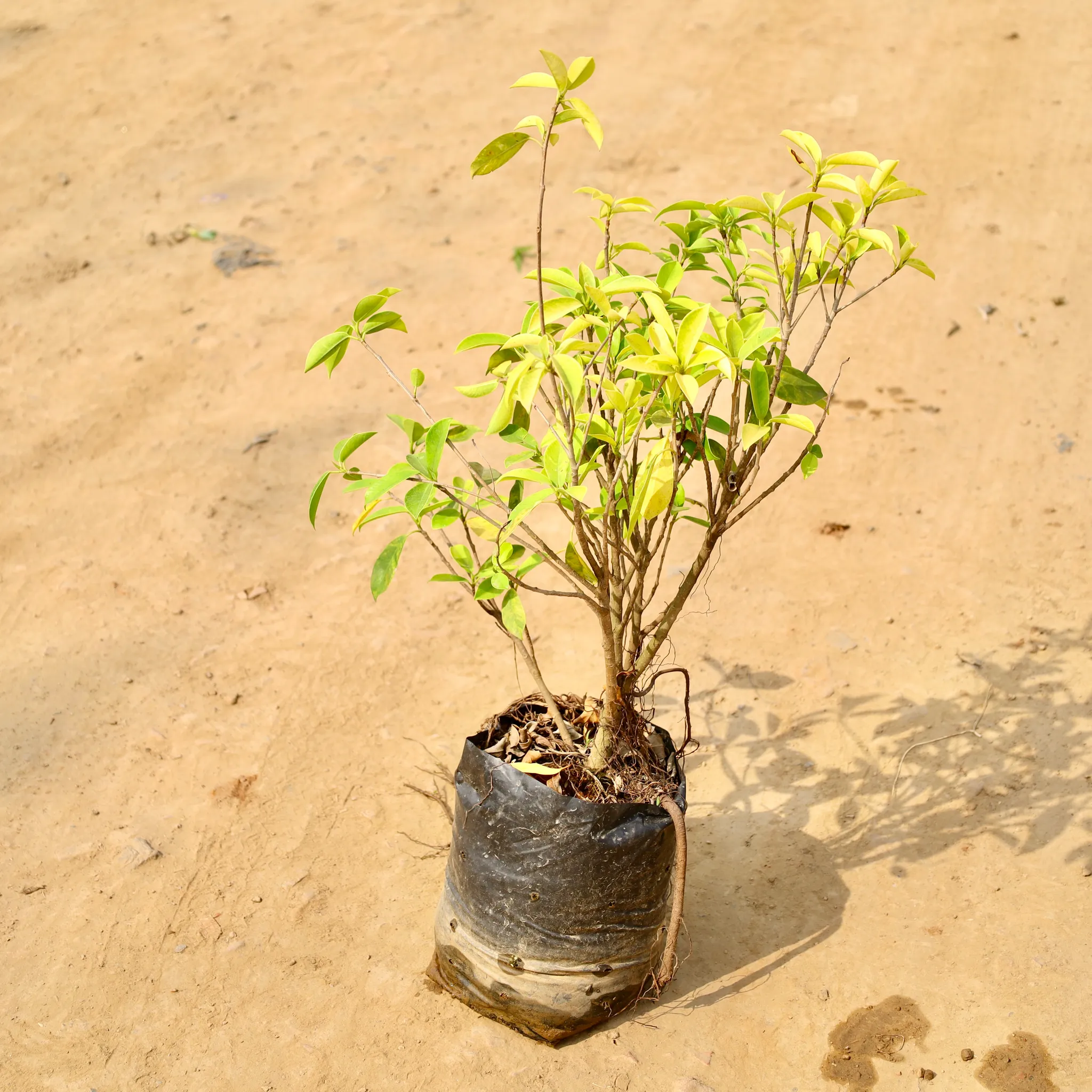 Ficus Panda in 10 Inch Nursery bag