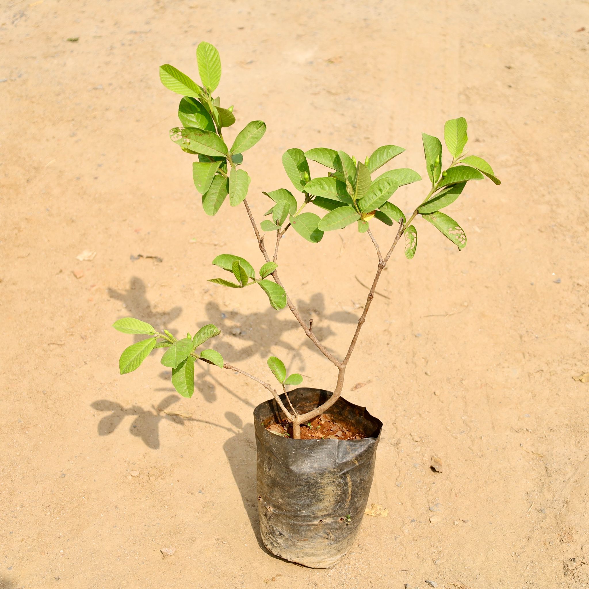 Amrood / Guava in 8 Inch Nursery bag