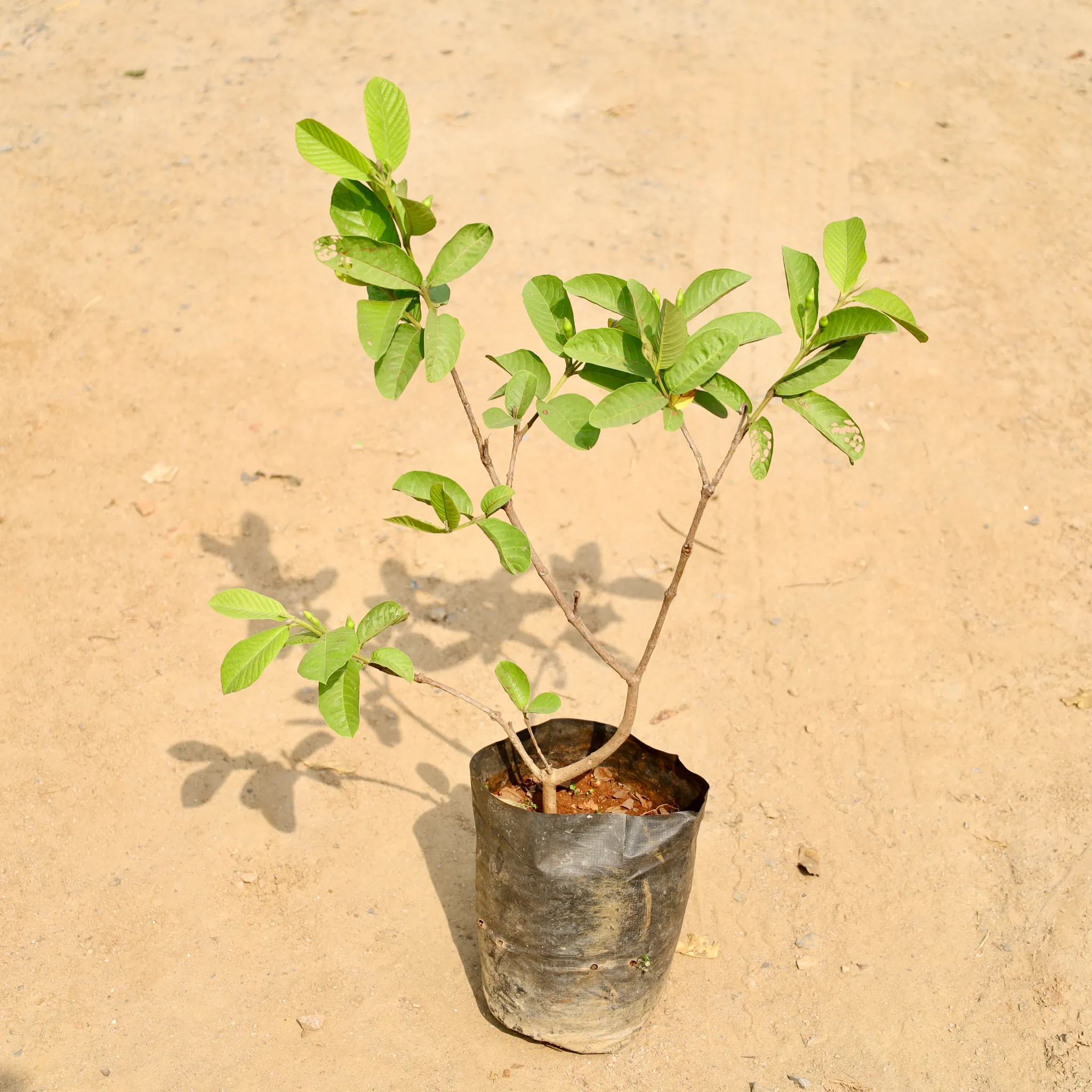 Amrood / Guava in 8 Inch Nursery bag