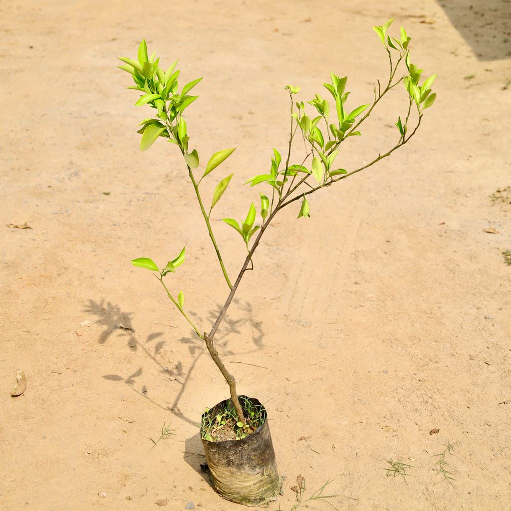 Mosambi / Sweet Lemon in 8 Inch Nursery bag