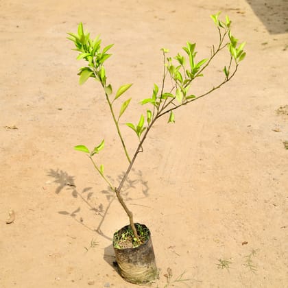 Buy Mosambi / Sweet Lemon in 8 Inch Nursery bag Online | Urvann.com