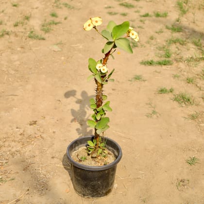 Buy Euphorbia (Any Colour) in 8 Inch Nursery Pot Online | Urvann.com