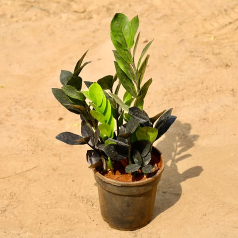 Zz Black in 5 Inch Nursery Pot