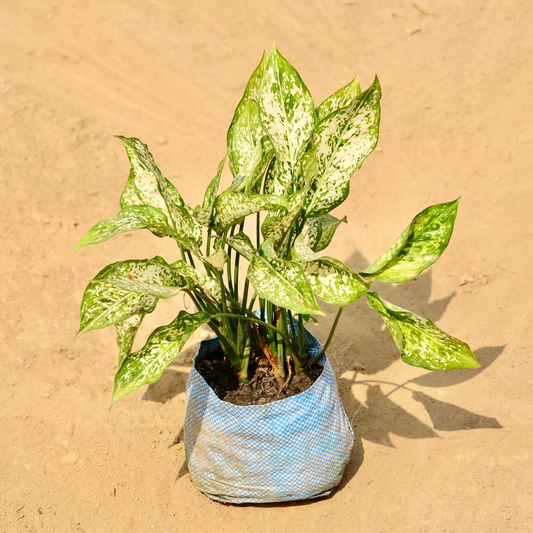 Aglaonema Snow White in 8 Inch Nursery bag