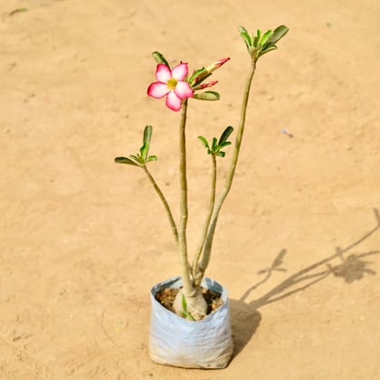 Buy Adenium (Any Colour) in 6 Inch Nursery bag Online | Urvann.com