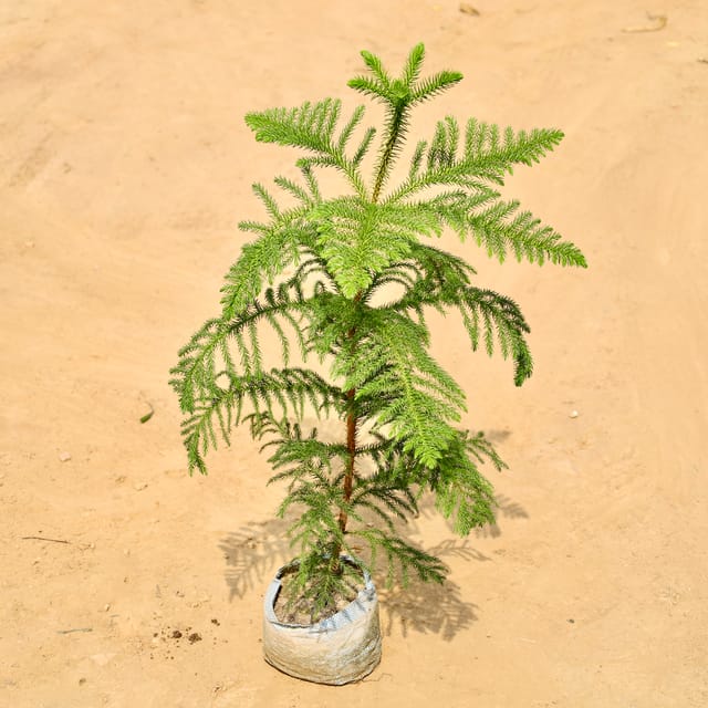 Araucaria / Christmas Tree in 8 Inch Nursery bag
