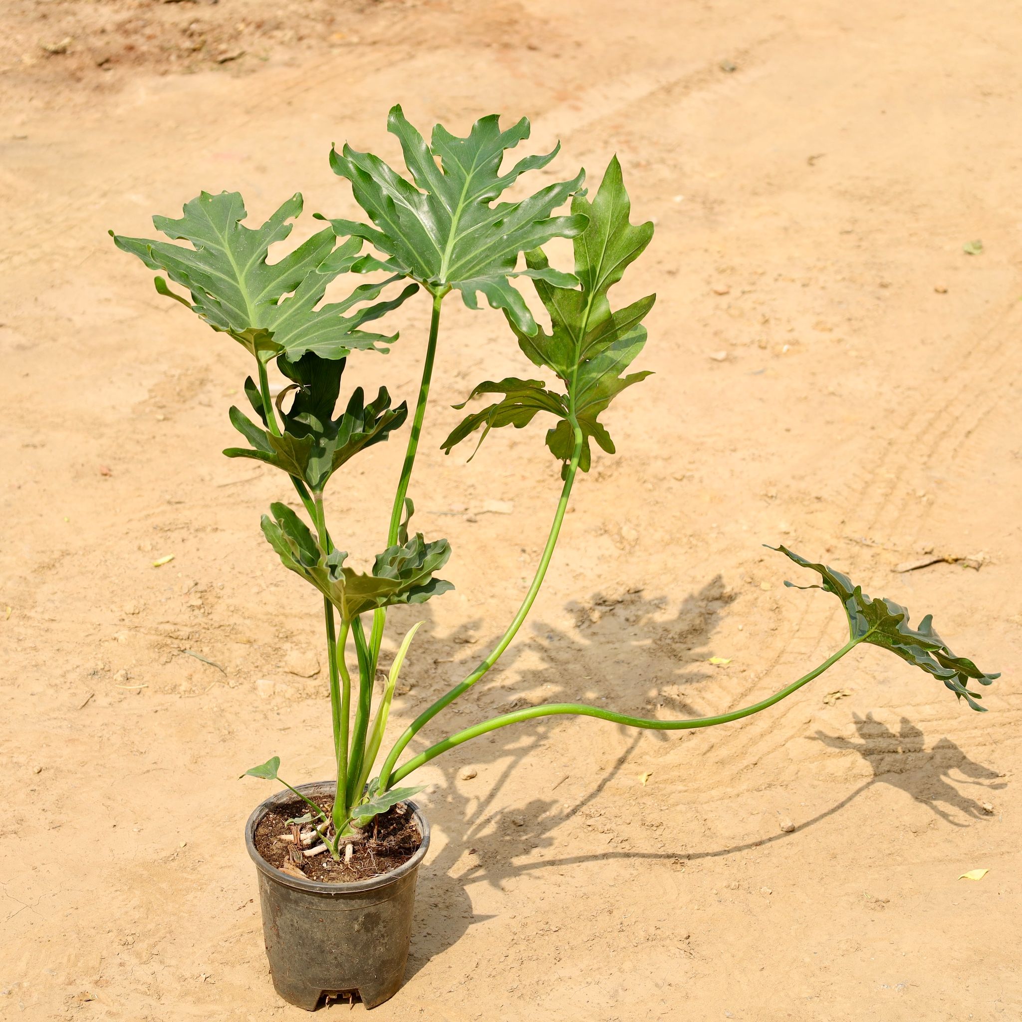 Philodendron Selloum in 6 Inch Nursery Pot