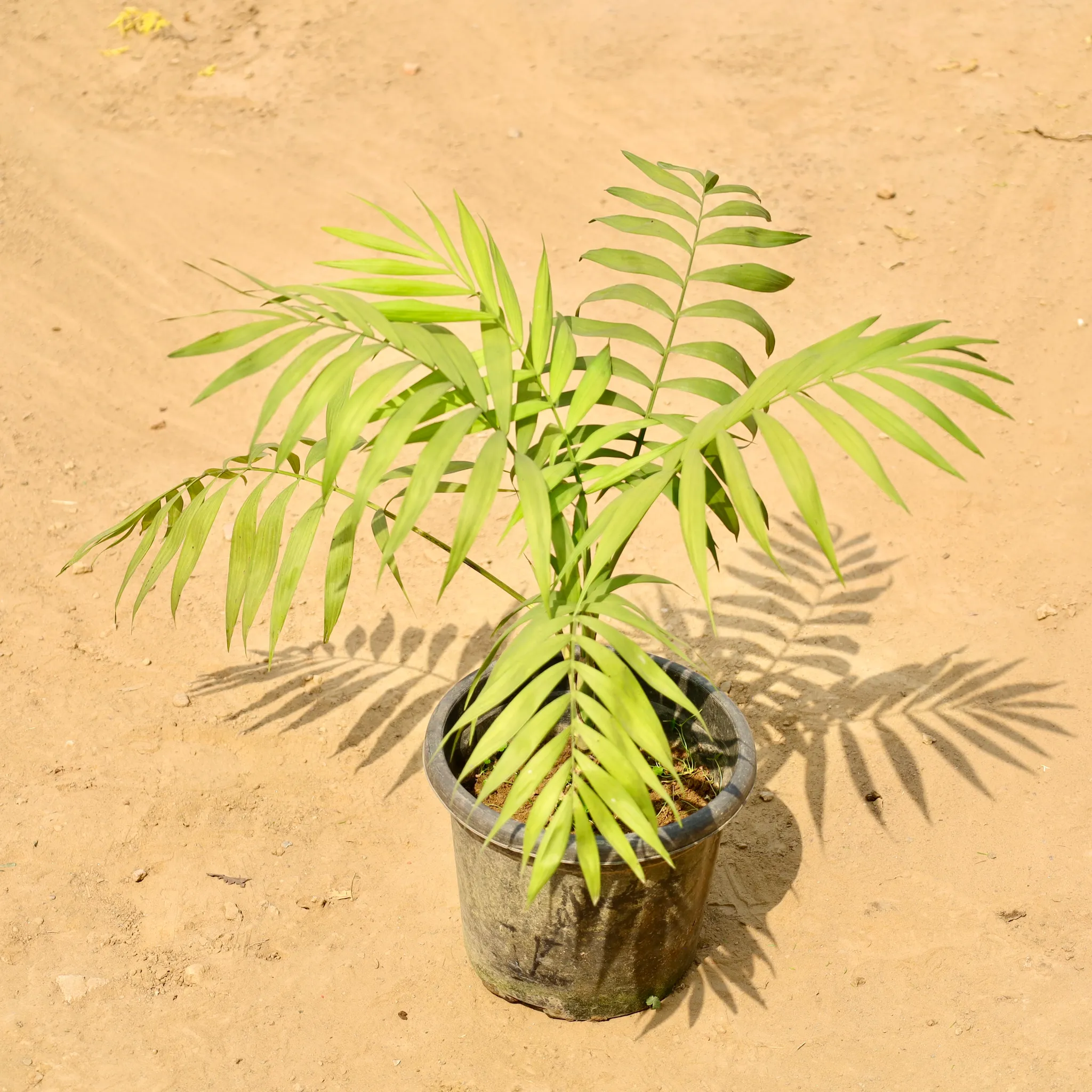 Chamaedorea Palm in 8 Inch Nursery Pot