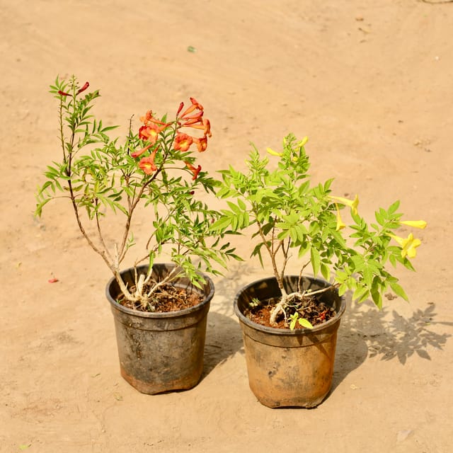 Set of 2 - Tecoma (Any Colour) in 6 Inch Nursery Pot