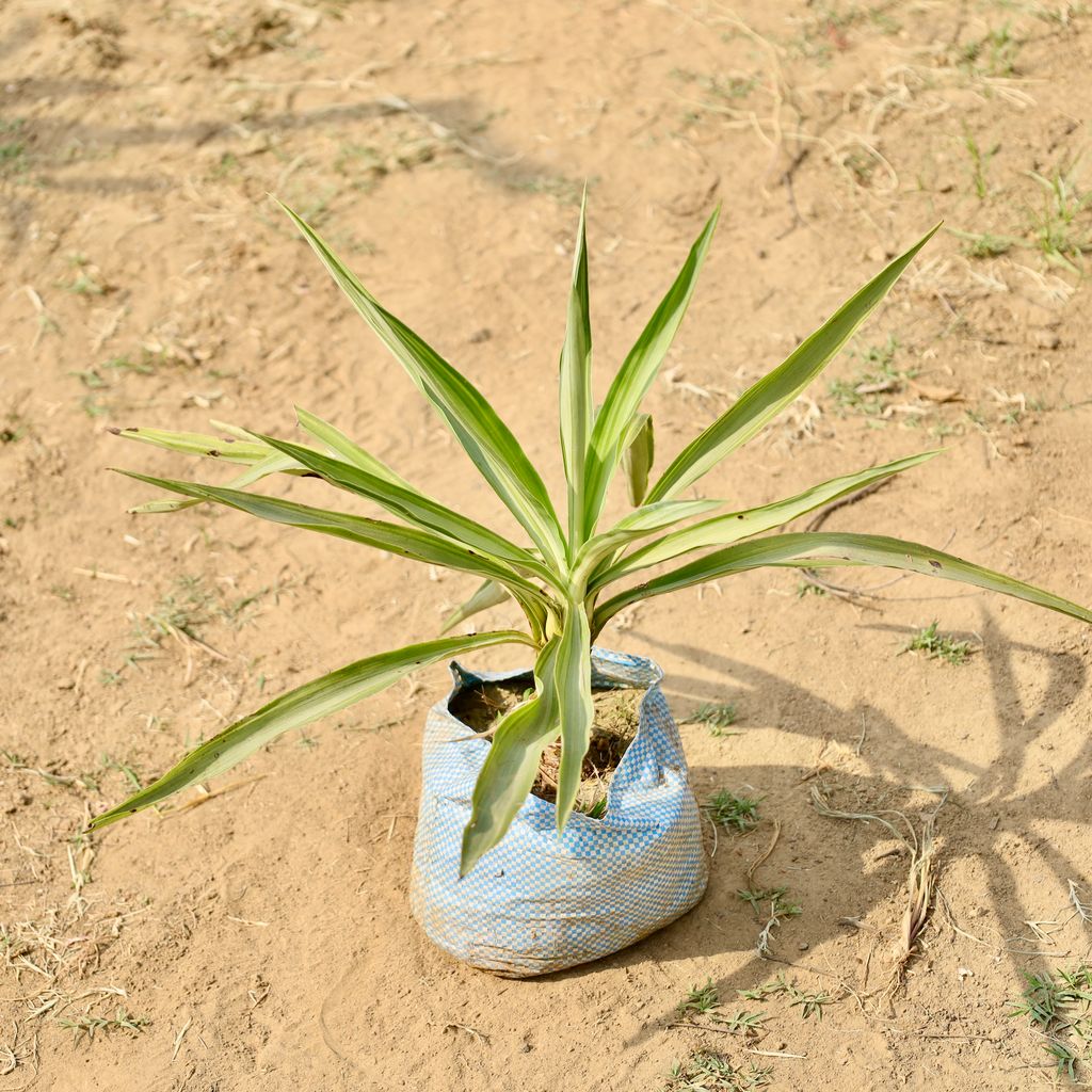 Buy Yucca in 8 Inch Nursery bag Online | Urvann.com Yucca in 8 Inch Nursery bag