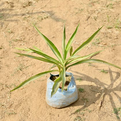 Buy Yucca in 8 Inch Nursery bag Online | Urvann.com