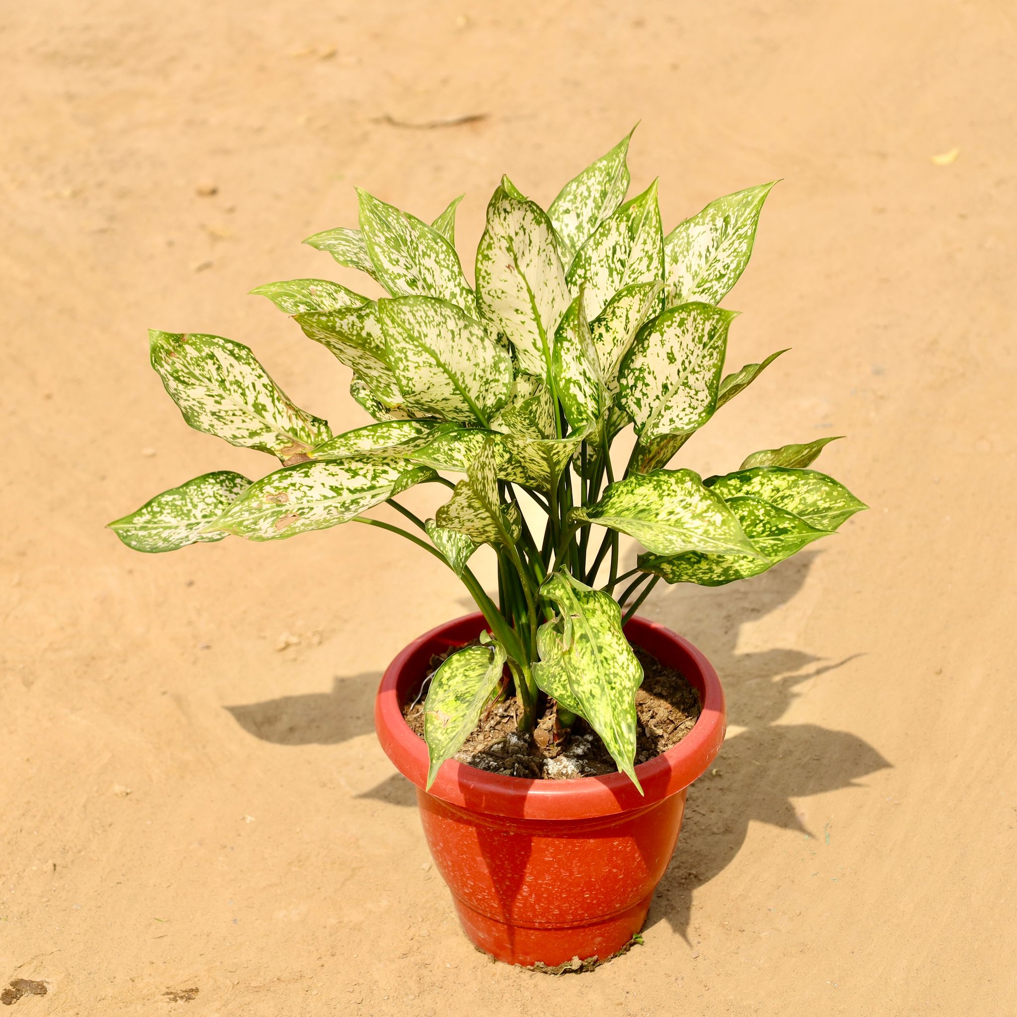 Aglaonema Snow White in 8 Inch Red Classy Plastic Pot